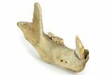 Fossil Cave Bear (Ursus spelaeus) Lower Jaw - Romania #243214-8